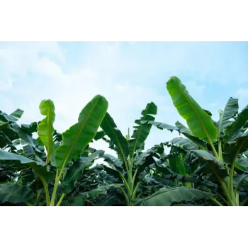 Organic Banana Plants